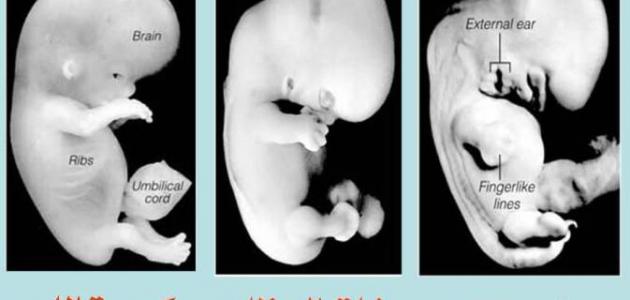 🍼 مراحل نمو الجنين: رحلة الحياة من أول نبضة قلب